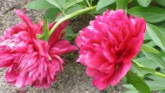 Божур – кичеста украса за градината