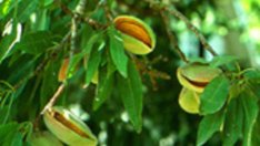 Бадемовото масло - дар от Изтока