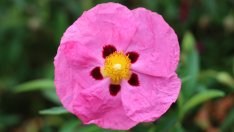 Скална роза – билката с изненадващо силен противовирусен ефект