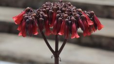 Каланхое дегремона – царствена красота!