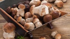 Гъбите помагат срещу дефицит на витамин D