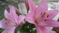 Крем за очите – радост за душата