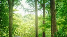 Какво е горско „къпане“ и как ни помага?