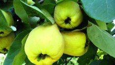 Дюлите помагат при сутрешно гадене и други здравословни проблеми