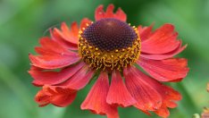 Хелениум – съвети за отглеждане на красивото цвете