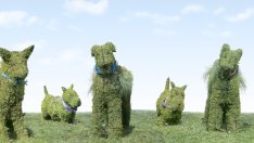 Цветни скулптури 