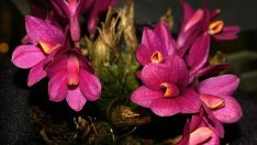 Дендробиум - принцът на орхидеите