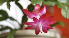 Коледният кактус цъфти не само през зимата