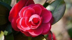 Камелия – прелест и зиме, и лете!