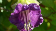 Кобея – мексиканската камбанка