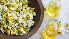 Лайката и нейните лечебни свойства