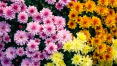 Зеленчуци и цветя, които да посадите през август (галерия)