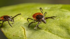 Как да извадите кърлеж от кожата правилно и безопасно