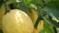 Витамин C в различните плодове