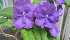 Брунфелзия – цветна експлозия