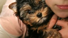 Подходящи породи кучета за хора с алергии