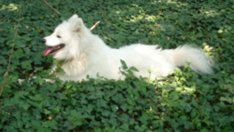 Полезно ли е да си гледаме куче?