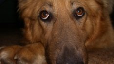 Кучето – символ на вярна дружба