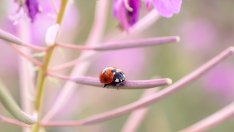 Какво означава, ако видите калинка?