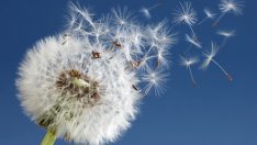 Притча за цветето и вятъра