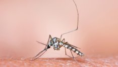 Защо комарите хапят някои хора повече от други?