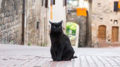Какво означава, ако срещнете черна котка?