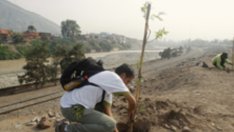 Дървото на живота в саксия за пари и късмет