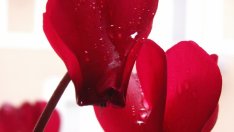 Целогодишни растения за дома и офиса