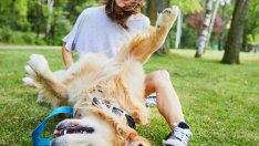 Признаци, че кучето ви е здраво и щастливо 