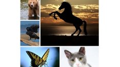 Тест: В какво животно искате да се превърнете?