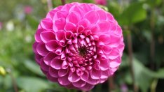 Да отгледаме прекрасна домашна Далия или Гергина