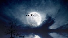 Лунна диета за ноември 2014