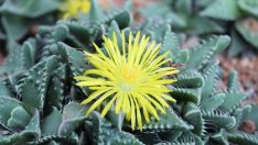 Фаукария – красиво цъфтящ сукулент 