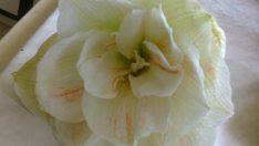 Амарилисът е подходящ за украса на сватби