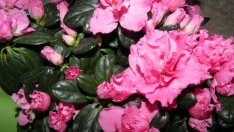 Как да не съсипем азалията?