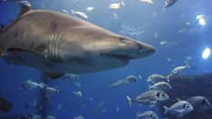 Как мигрират някои видове акули