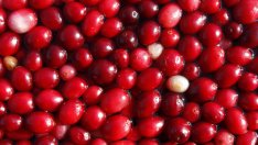 Билки, които помагат при цистит и бъбречни проблеми