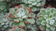 Ешеверия – един от най-красивите сукуленти
