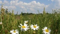 5 природни лека срещу ухапвания от комари