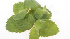 Билки, подходящи за засаждане в дома и градината