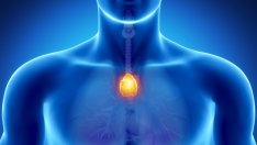 Тимусната жлеза – как да стимулираме функцията й за повече щастие 