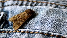 Хитри натурални трикове за прогонване на молците 