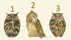 Посланието на бухала – изберете един и разберете повече