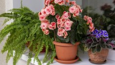 Растения, които не се нуждаят от много светлина 