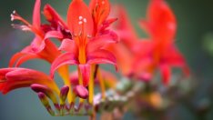 Крокосмия, наричана още монтбретия