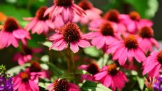 Полезни факти за ехинацеята