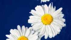 Естествени лекове за успокояване на нервите