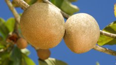 Саподилата има огромни ползи за здравето