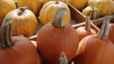 Есенни маски за лице и коса с тиква