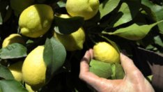 Лимонов скраб за тяло